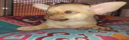 Chihuahua cani in vendita: Caramello - Annuncio 5
