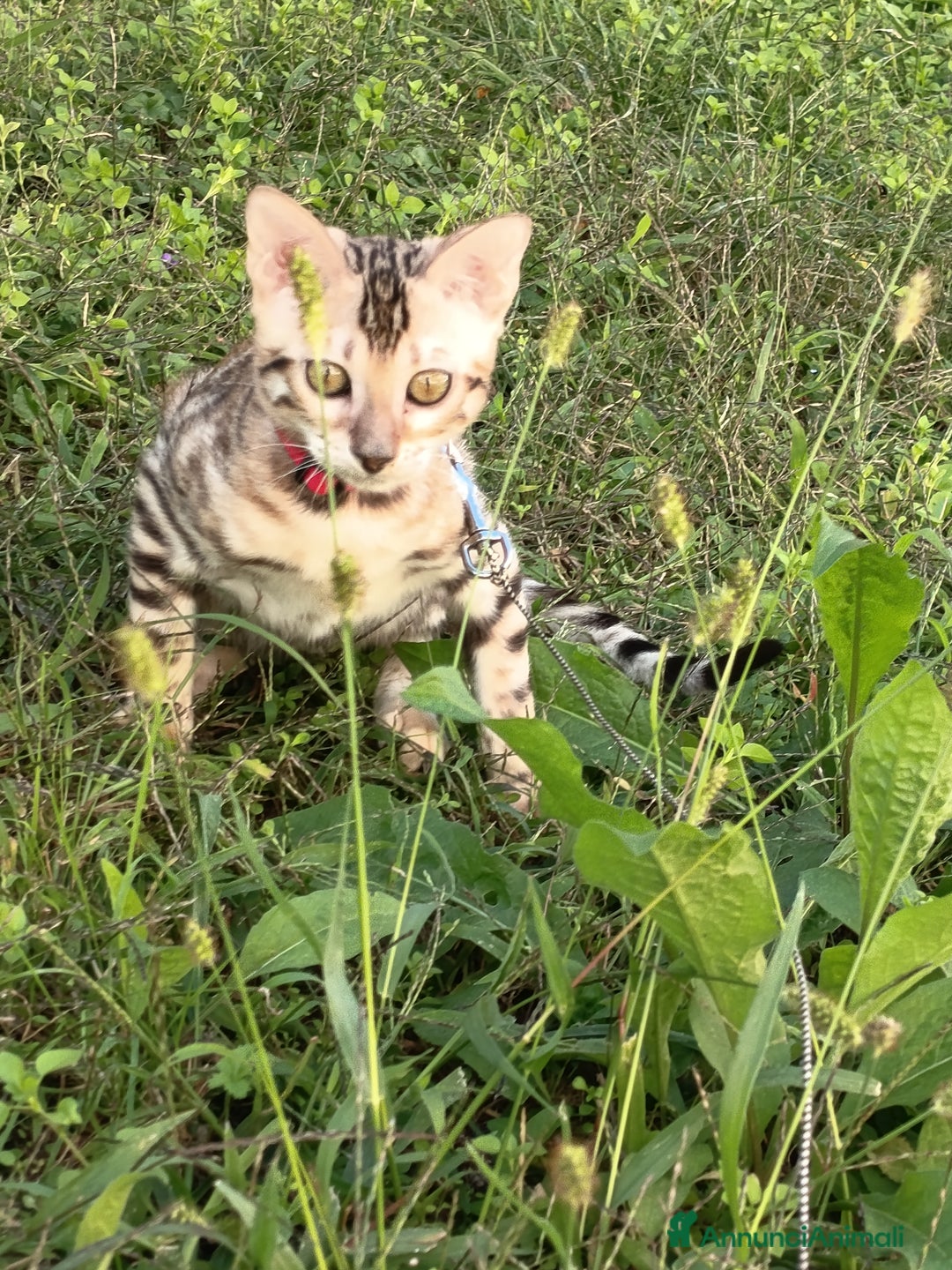 Bengala gatti in vendita: Feminuccia Bengala colorazione dorata 😻 - Annuncio 3