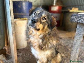 Pastore dei Carpazi cani Max meraviglioso Pastore dei Carpazi - Annuncio 1