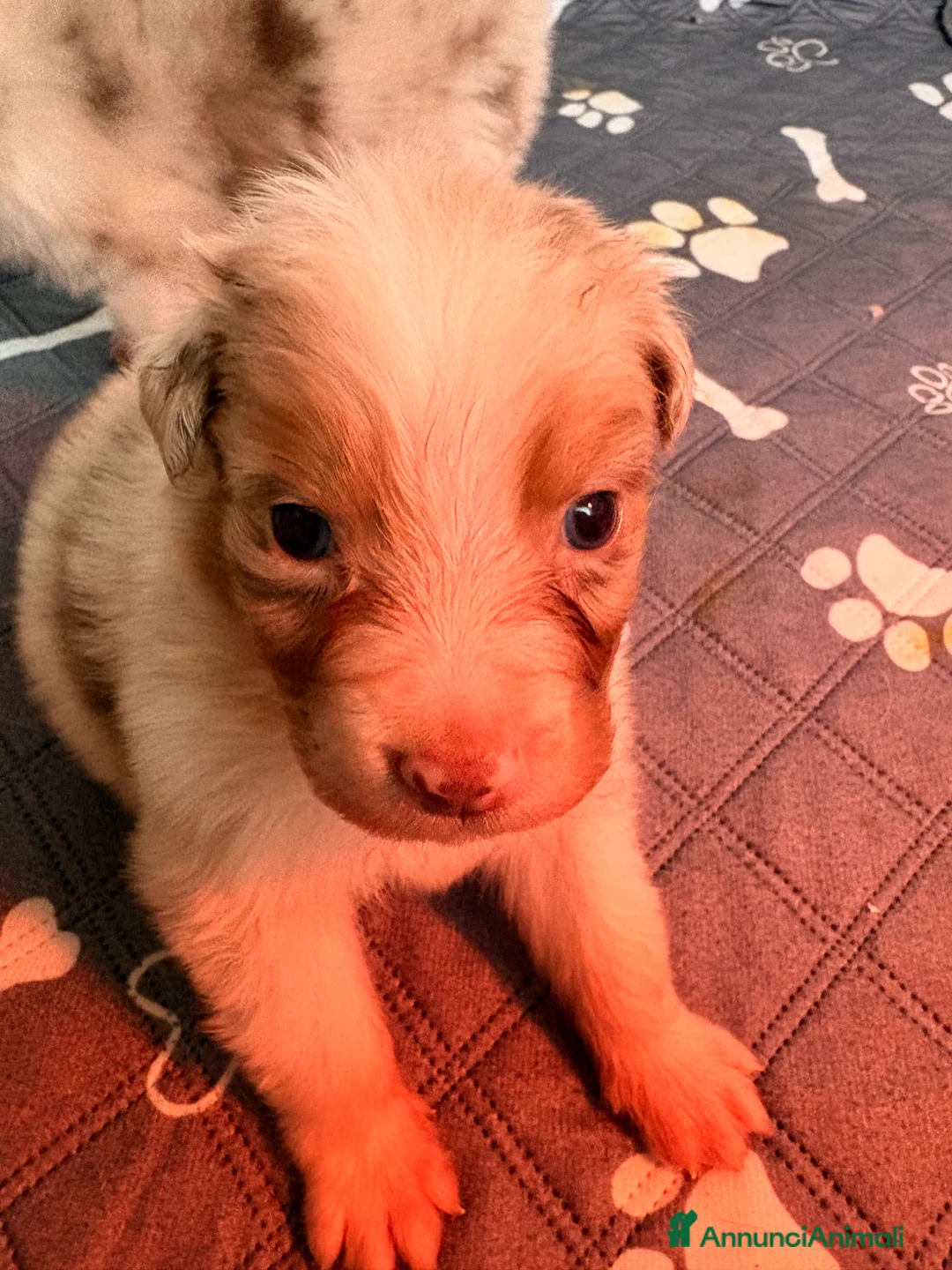 Australian Shepherd cani in vendita: Pastore australiano con pedigree - Annuncio 13