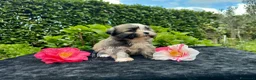 Maltipoo cani in vendita: Barboncino Maltipoo Lhasa Apso Tre Quarti di Luna - Annuncio 2