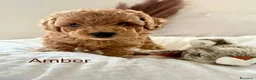 Barboncino Toy cani in vendita: Barboncino Toy tenerissima a Provincia di Catanzaro - Annuncio 10