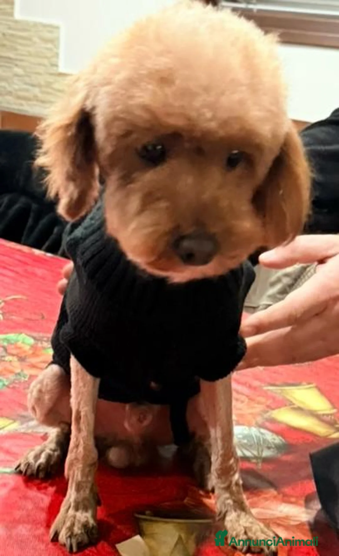 Barboncino Toy cani in vendita: Barboncino  - Annuncio 5