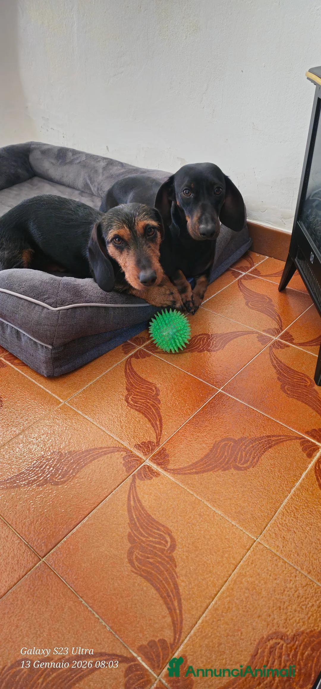 Bassotto cani in vendita: Splendidi bassotti  a Libero consorzio comunale di Trapani - Annuncio 1