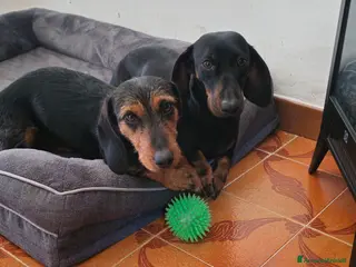 Bassotto cani Splendidi bassotti - Annuncio 1