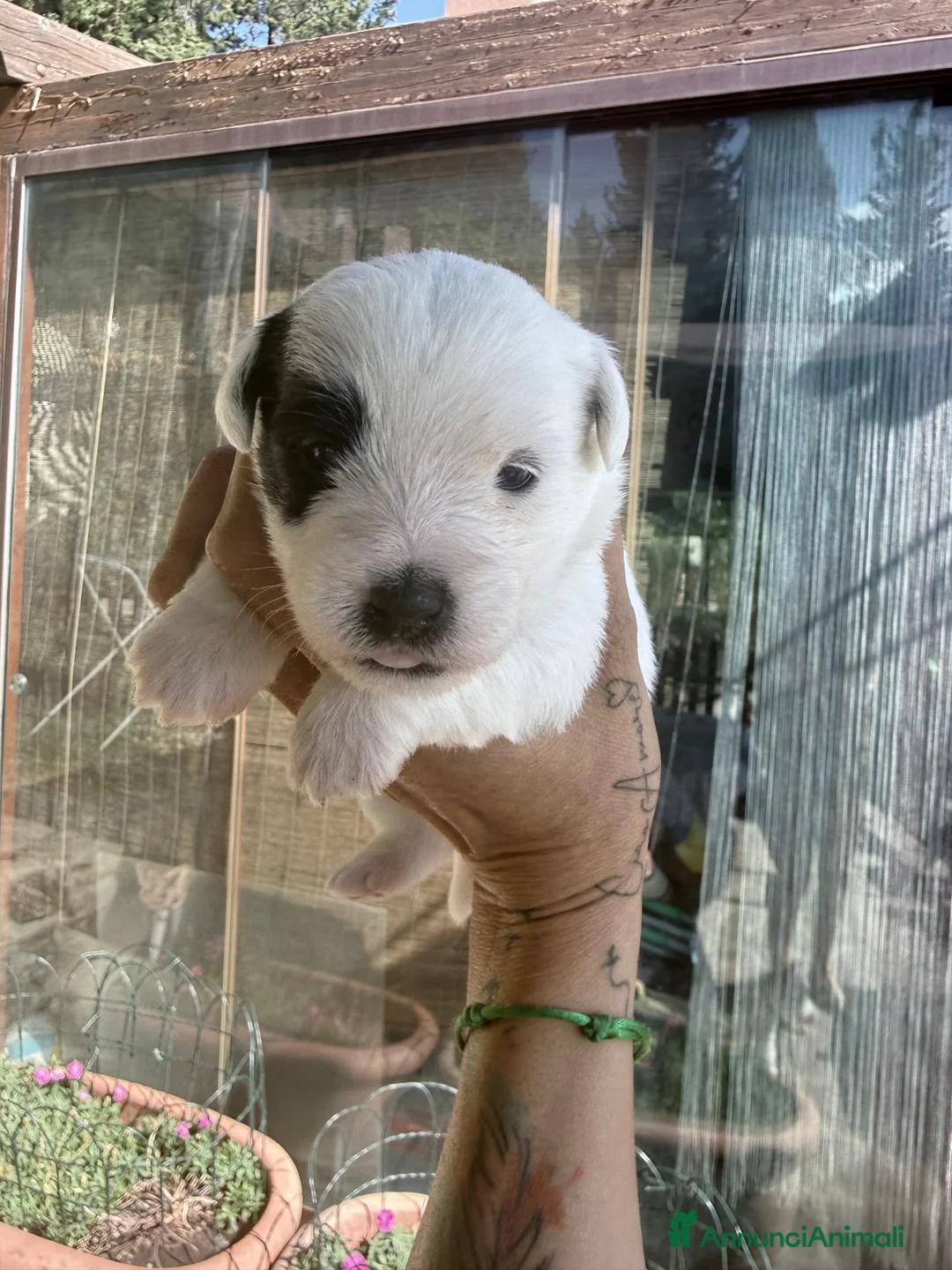 Jack Russell cani in vendita: Jack Russell a pelo ruvido - Annuncio 10