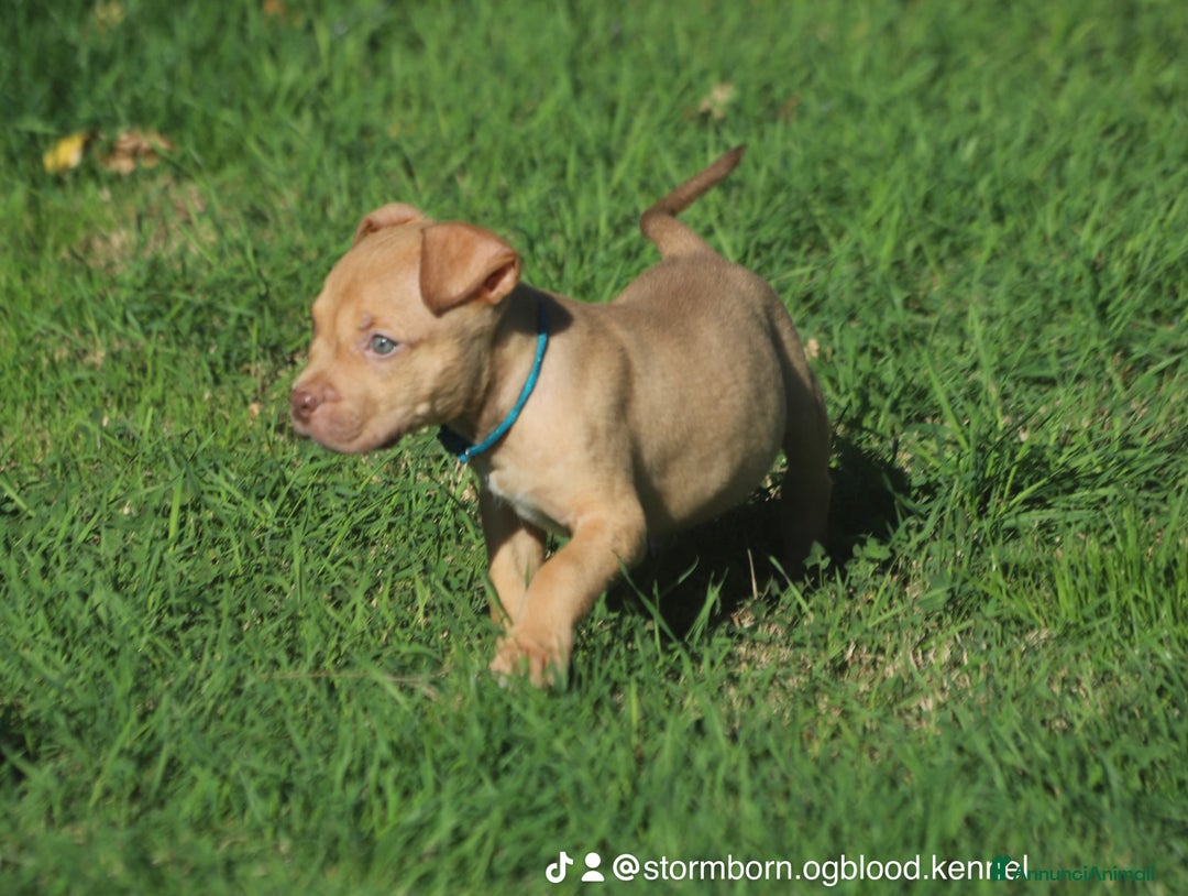 Pitbull cani in vendita: Cuccioli Pit Bull con Pedigree anche a rate - Annuncio 27