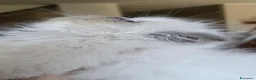 Persiano gatti in vendita: Gattini Persiani Blue Point  a Città Metropolitana di Bologna - Annuncio 6