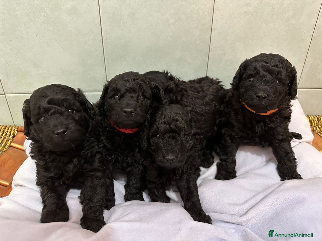 Barboncino cani in vendita: Barboncini neri e bianchi con Pedigree  a Vercelli - Annuncio 9