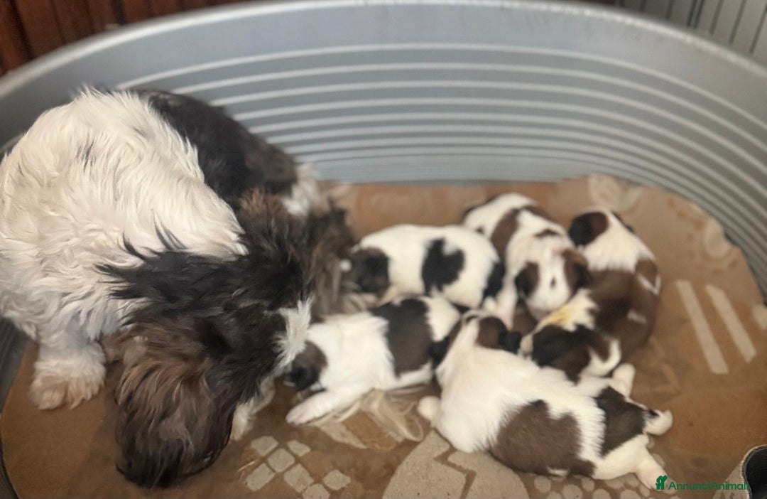 Shih Tzu cani in vendita: Cuccioli shih tzu a Provincia di Parma - Immagine 4