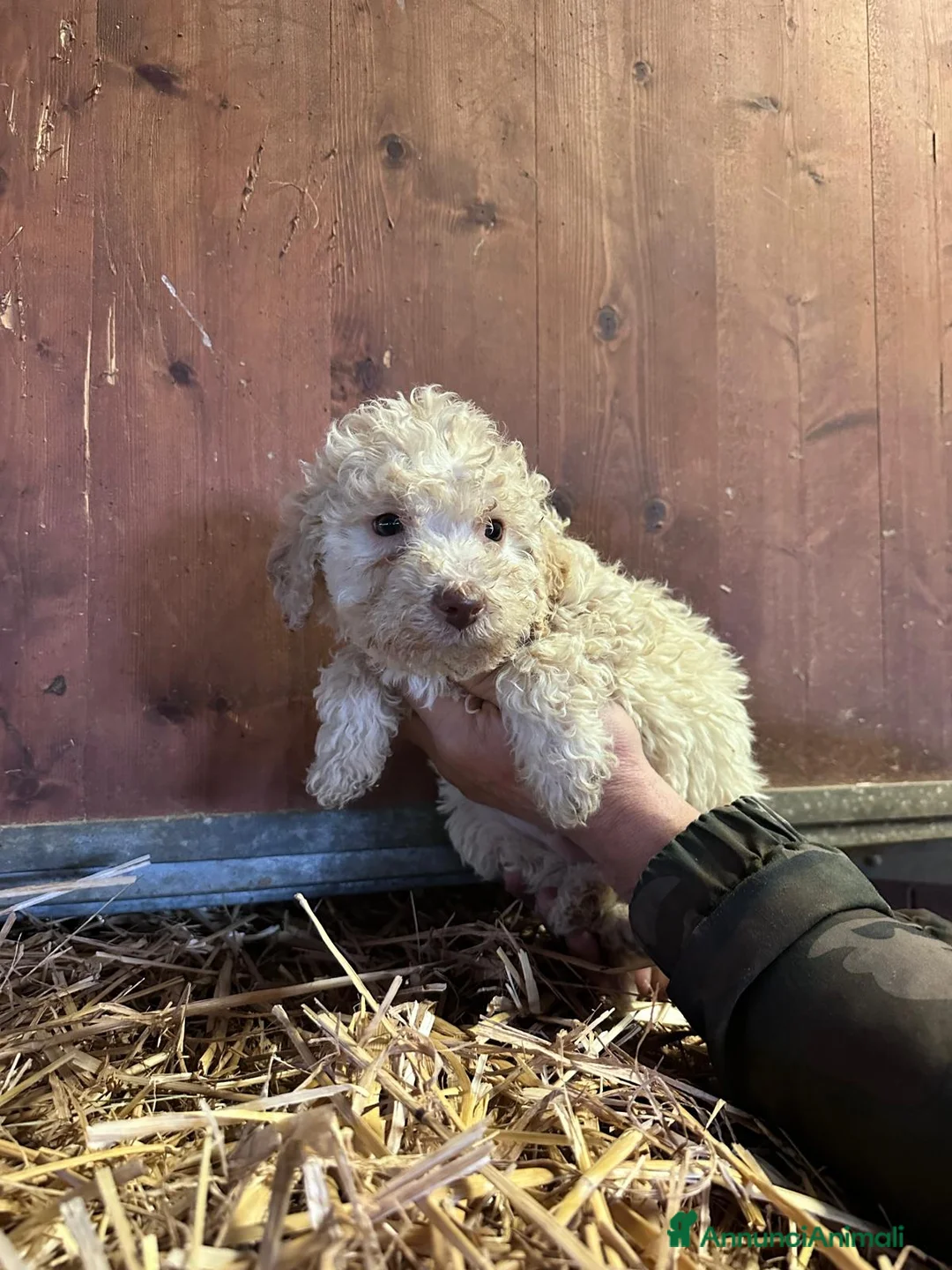 Lagotto cani in vendita: Cuccioli Lagotto - Annuncio 3