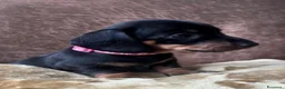 Bassotto cani in vendita: Bassotti NANI - Annuncio 8