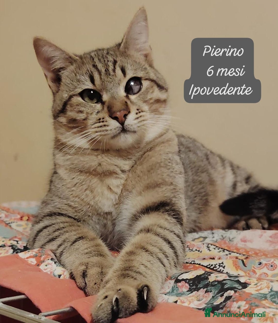 Altre razze gatti in regalo: Gattini destinati alla colonia  - Annuncio 10