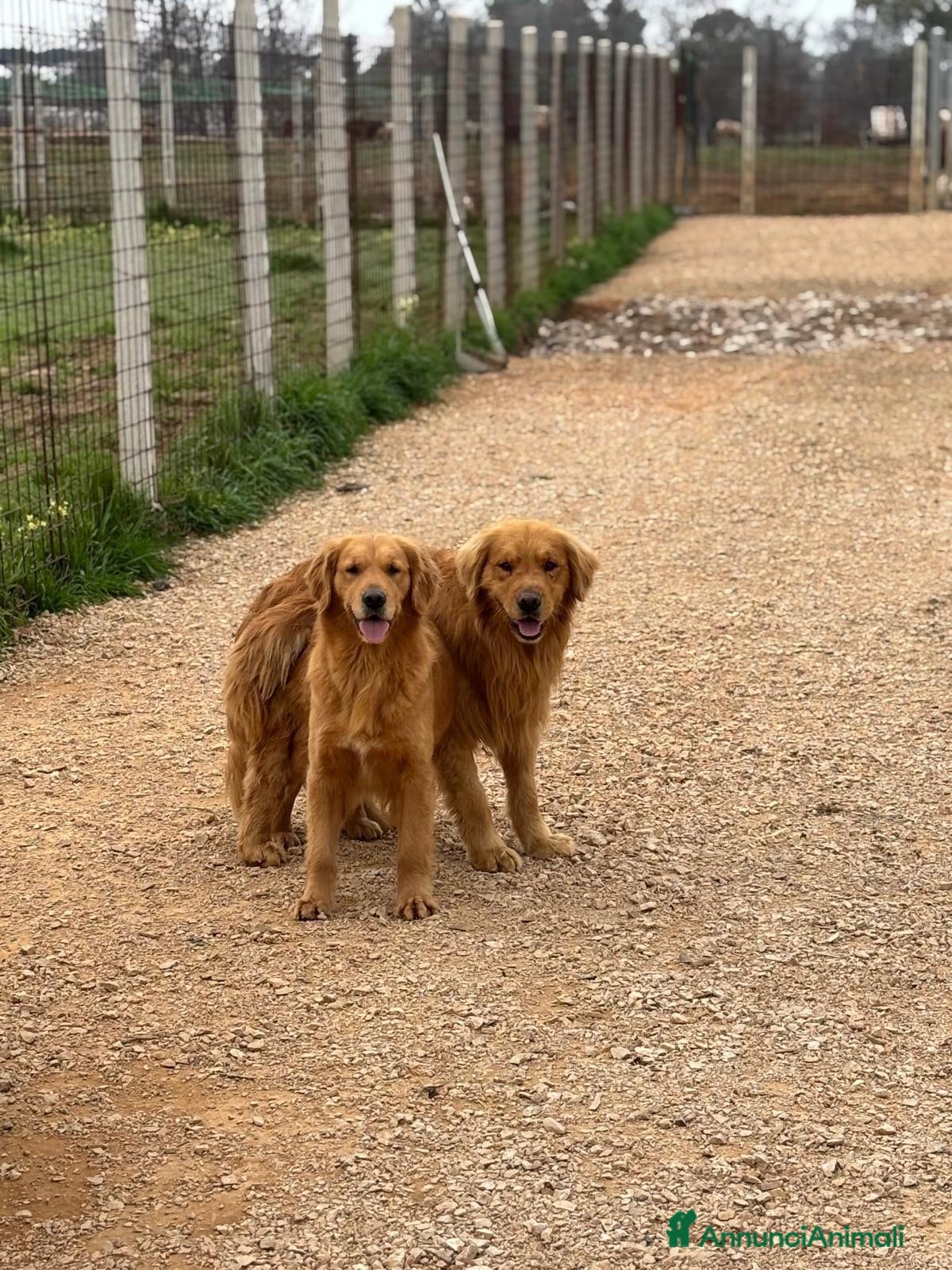 Golden Retriever cani Golden Retriever 100% linea americana  - Annuncio 2
