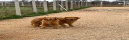 Golden Retriever cani in vendita: Golden Retriever 100% linea americana  - Annuncio 1