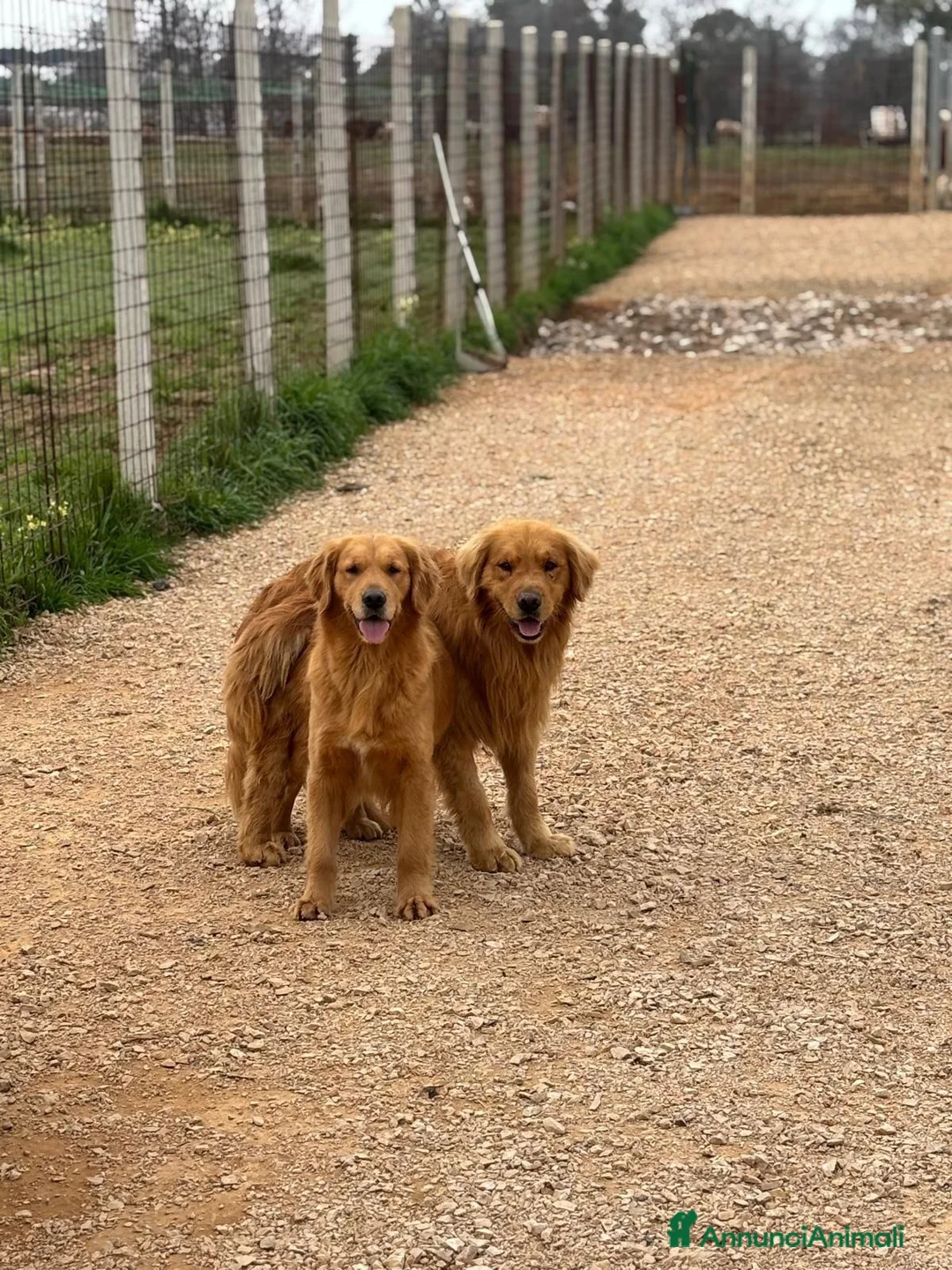 Golden Retriever cani in vendita: Golden Retriever 100% linea americana  - Annuncio 1