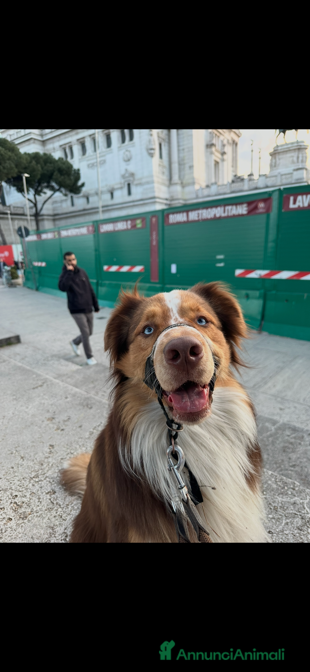 Australian Shepherd cani per accoppiamento: Pastore australiano, 3 anni, stallone - Annuncio 10
