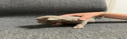 Chihuahua cani in vendita: Cuccioli Maschi Chihuahua a Provincia di Brescia - Annuncio 8