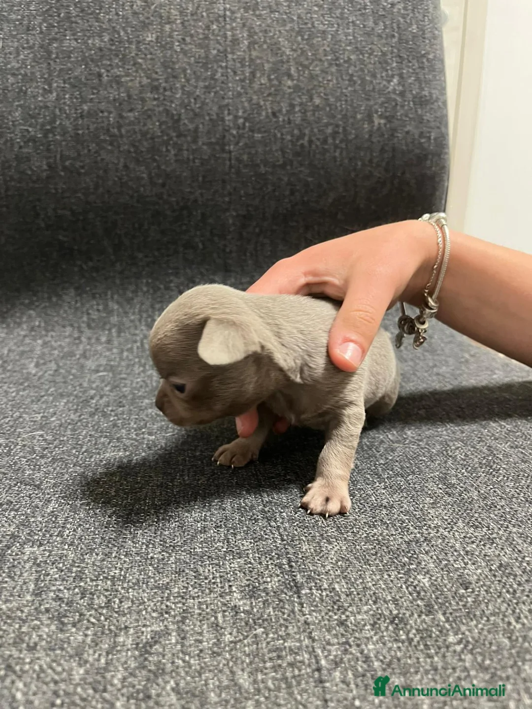 Chihuahua cani in vendita: Cuccioli Maschi Chihuahua a Provincia di Brescia - Annuncio 8