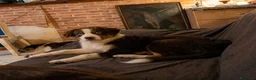 Australian Shepherd cani in vendita: Pastore australiano Australian Shepherd FEMMINE  - Annuncio 6