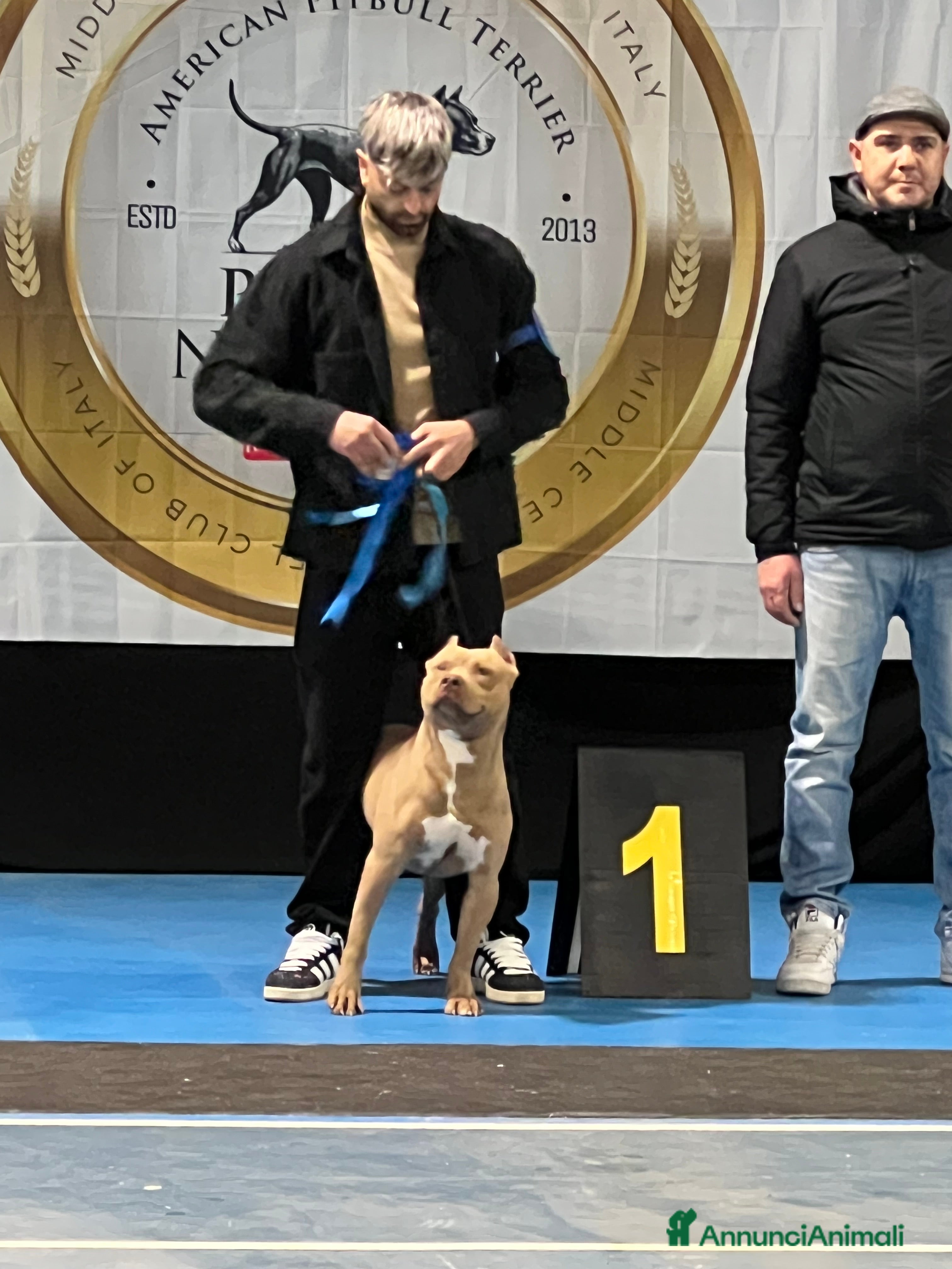 Pitbull cani Cuccioli Pitbull con pedigree  - Annuncio 2