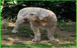 Lagotto cani in regalo: ALDO, DOLCE SIMIL LAGOTTINO 4 ANNI, UNA VITA NEGAT - Immagine 4