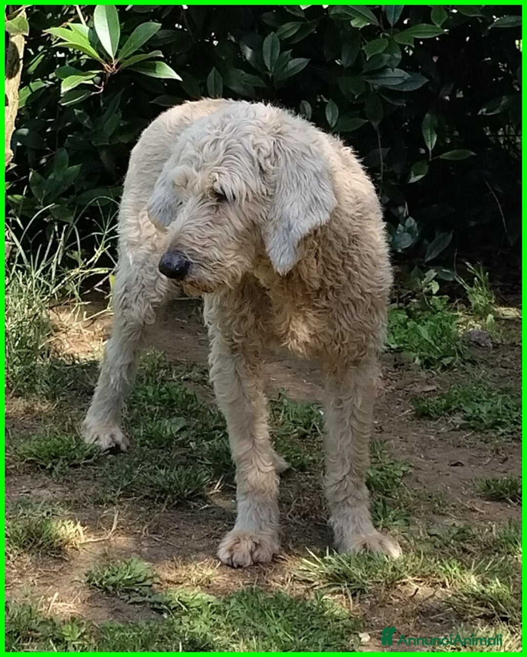 Lagotto cani in regalo: ALDO, DOLCE SIMIL LAGOTTINO 4 ANNI, UNA VITA NEGAT - Immagine 4