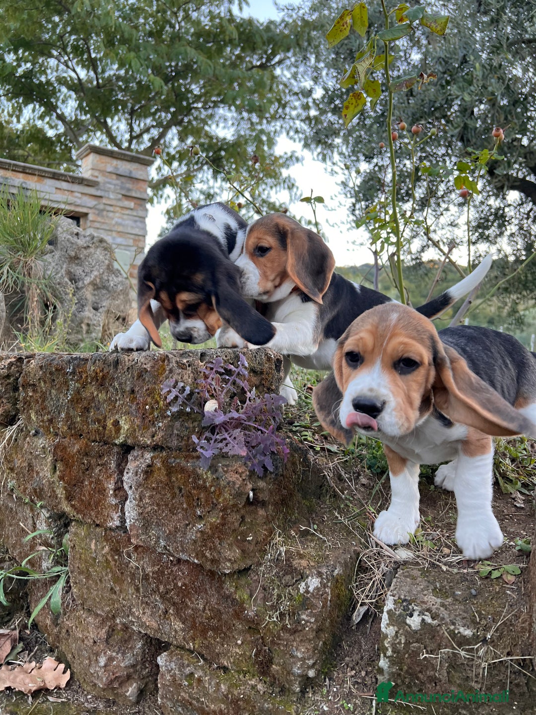 Beagle cani in vendita: Cuccioli di beagle - Annuncio 4