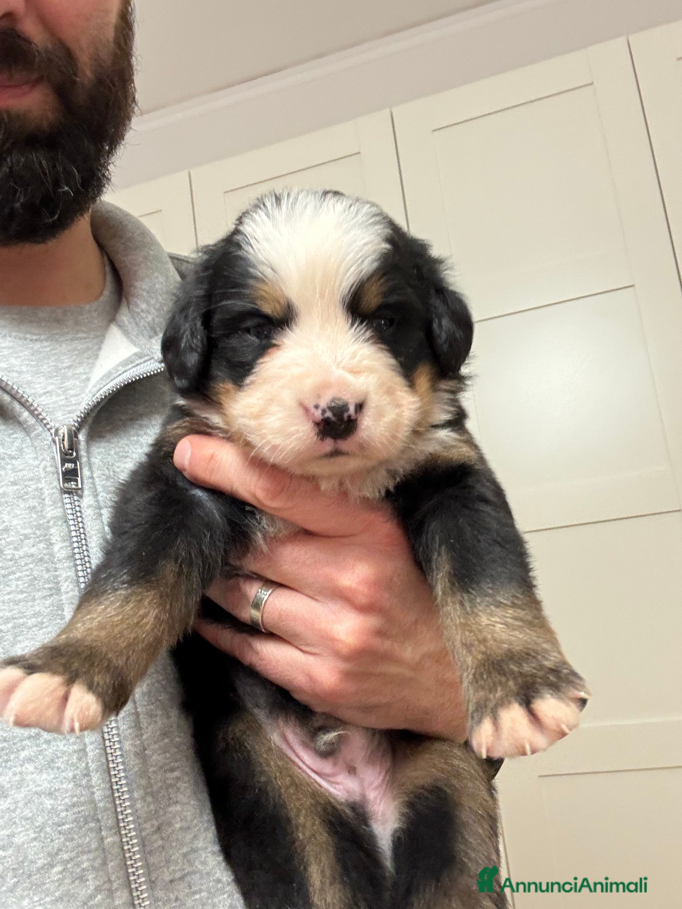Bovaro del Bernese cani Cuccioli Bernese da famiglia (privati) - Annuncio 1
