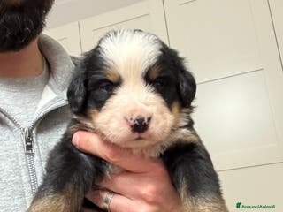 Bovaro del Bernese cani Cuccioli Bernese da famiglia (privati) - Annuncio 1