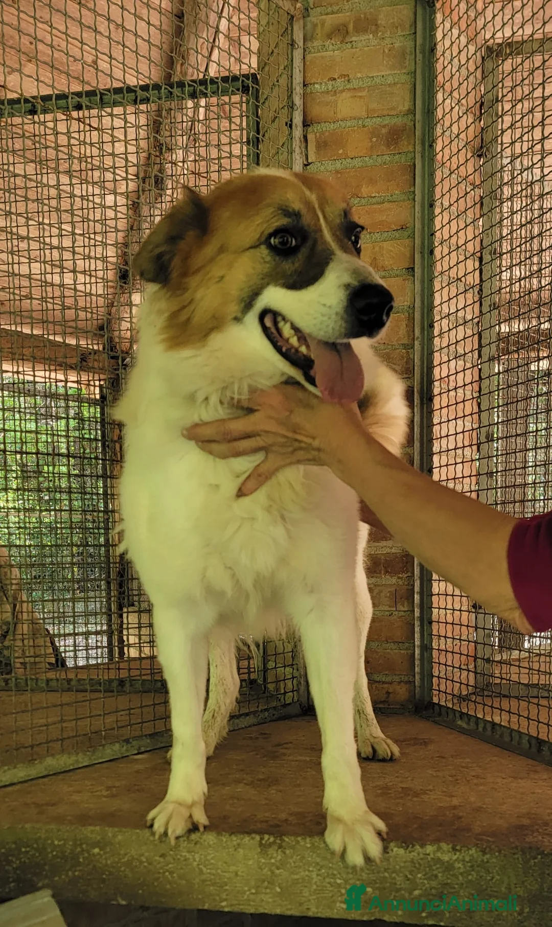 Meticcio cani in regalo: Ralph il cagnolino con la mascherina colorata  a Città metropolitana di Milano - Annuncio 1