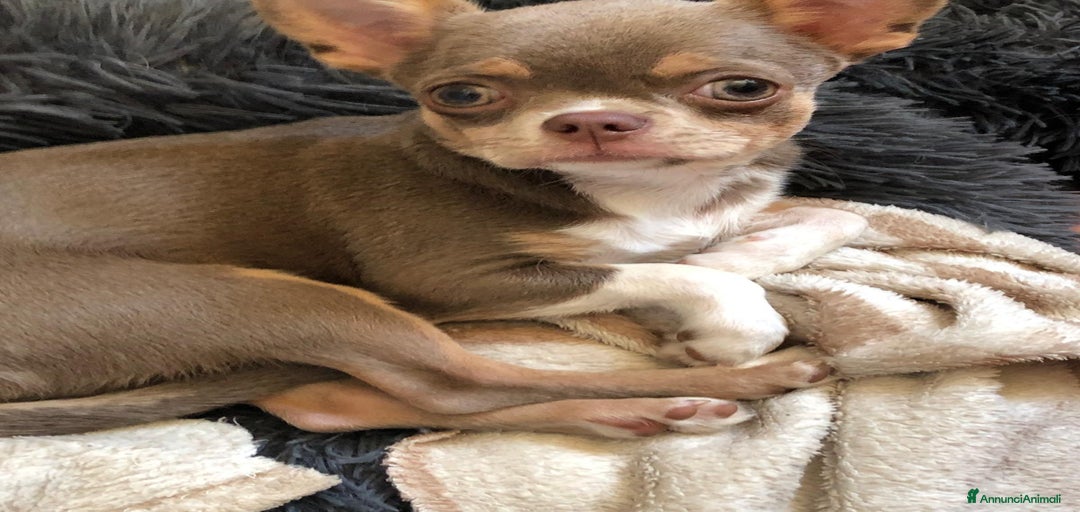 Immagine della galleria {{count}}