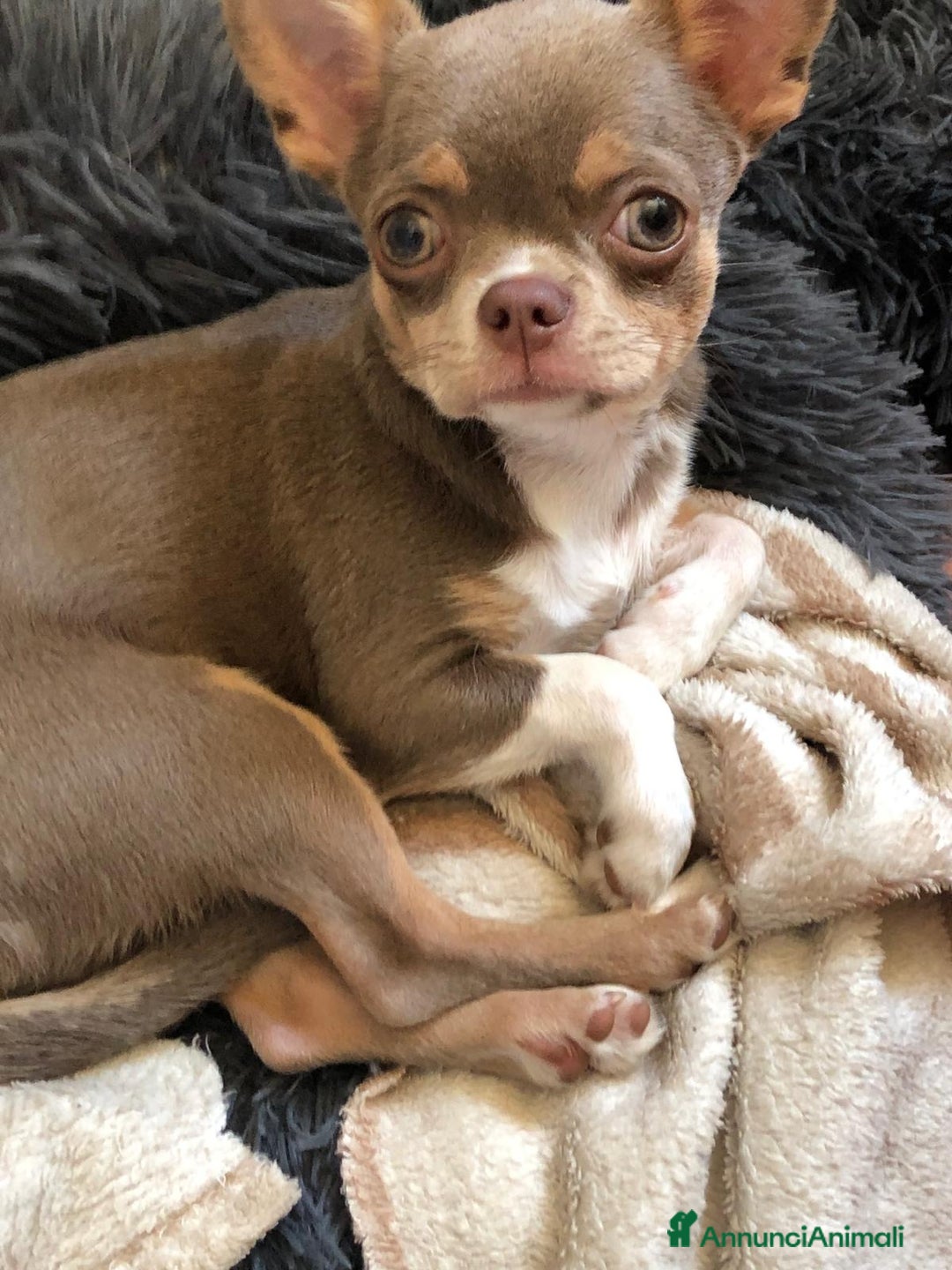 Immagine della galleria {{count}}