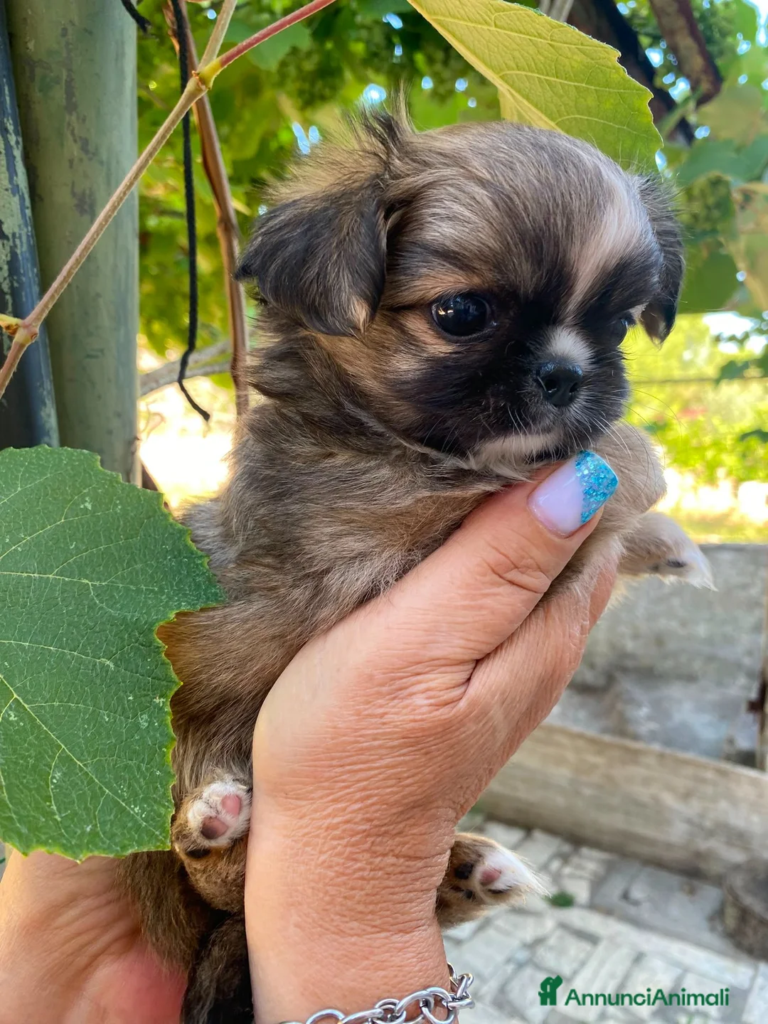 Chihuahua cani in vendita: Chiwawa Thailandese Pelo lungo - Annuncio 9