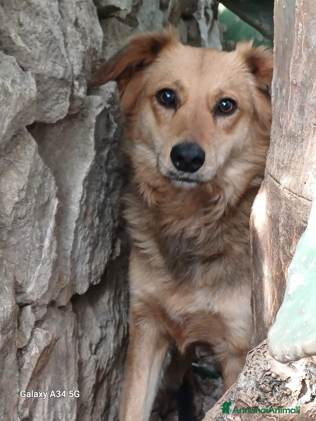 Meticcio cani in regalo: Adozione del cuore per cagnolina timida a Città metropolitana di Milano - Annuncio 4