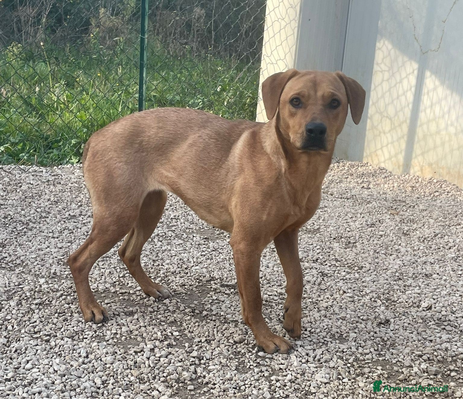 Meticcio cani LA TENERA AMERICA - Annuncio 2