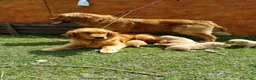 Golden Retriever cani in vendita: Golden Retriever Americano 100% – 2 Femmine - Annuncio 5