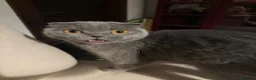Scottish gatti in vendita: Scottish fold e straight blu con occhi arancioni a Provincia di Pavia - Annuncio 8