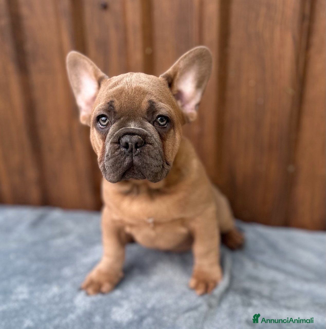 Bulldog Francese cani Bulldog francesi cuccioli - Annuncio 13