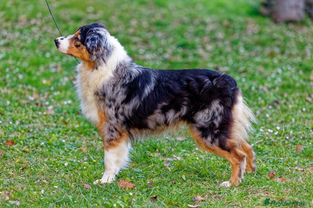 Australian Shepherd cani in vendita: Cucciolini di Australian Shepherd a Provincia di Forlì-Cesena - Annuncio 1