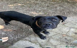 Cane Corso cani in regalo: ULLI, cucciolone CANE CORSO! Stupendo - Immagine 1