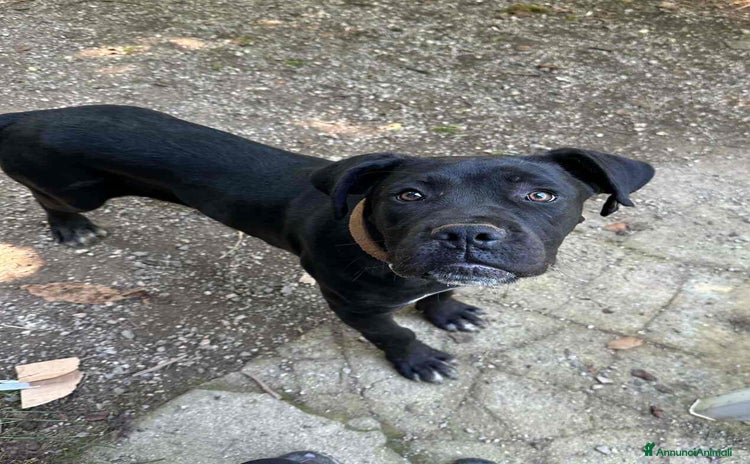 Cane Corso cani - Annuncio 2