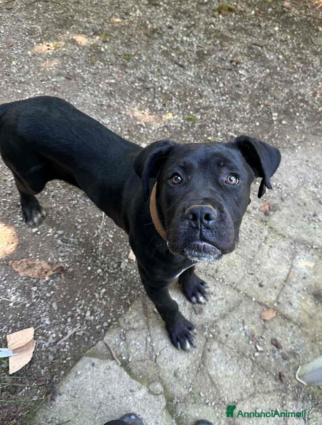 Cane Corso cani in regalo: ULLI, cucciolone CANE CORSO! Stupendo - Immagine 1