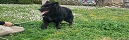 Meticcio cani in regalo: NONNO NOE' HA BISOGNO DI TE, ADOZIONE A DISTANZA - Annuncio 2
