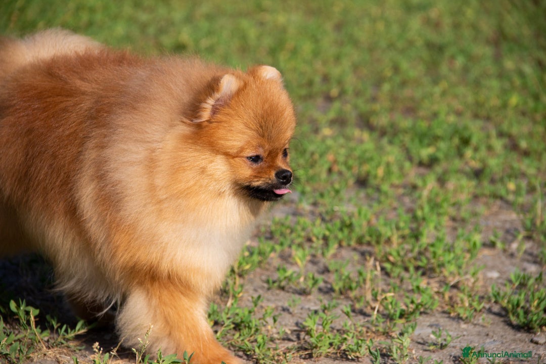 Spitz cani in vendita: Disponibile 1 Cucciolo di Spitz Pomerania a Provincia di Sondrio - Immagine 3