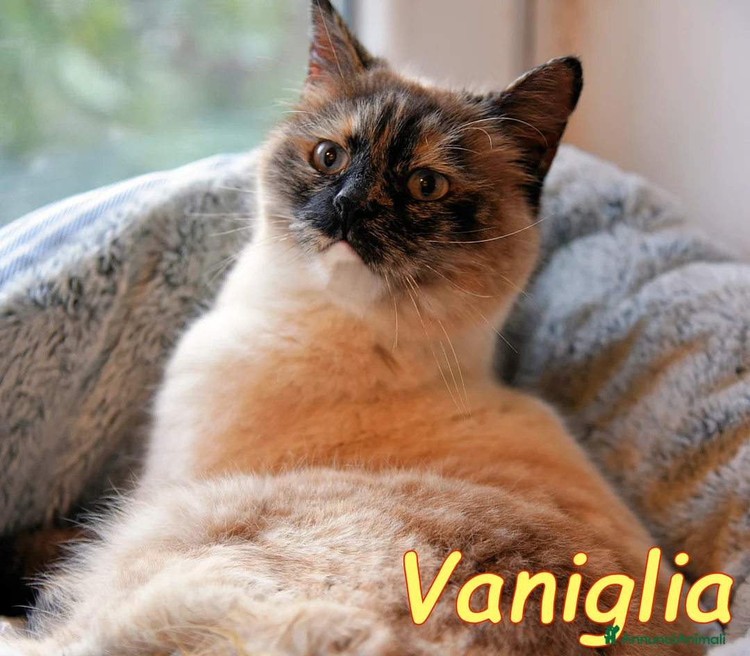 Siamese gatti in regalo: VANIGLIA BELLISSIMA SIMILSIAMESE - Annuncio 7