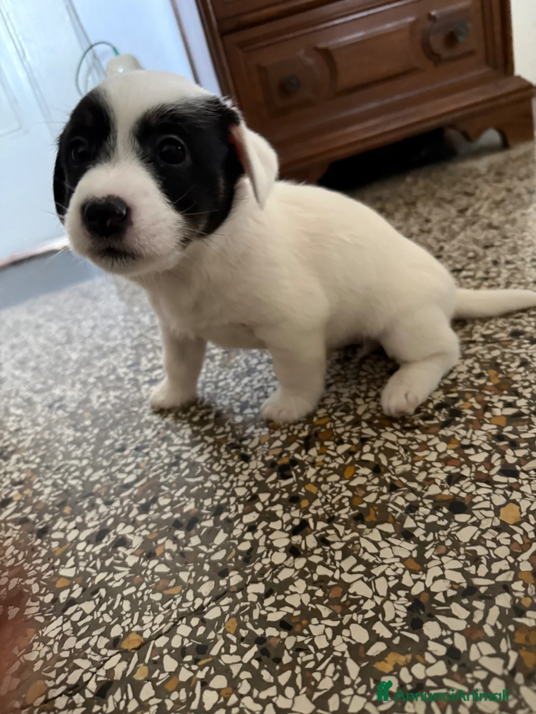 Jack Russell cani in vendita: PANDINA di jack Russell  - Annuncio 1