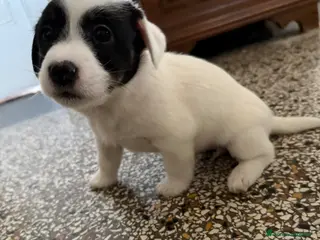 Jack Russell cani PANDINA di jack Russell - Annuncio 21