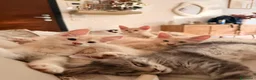 Maine Coon gatti in vendita: Allevamento Maine Coon Misty Woods - Annuncio 22