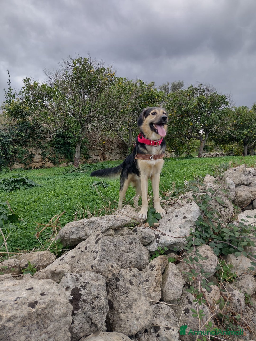 Meticcio cani in regalo: Splendido Simil Pastore (Catania) - Annuncio 13
